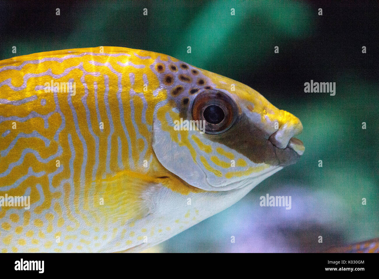 Masked Rabbitfish Siganus puellus is found in shallow coral reef lagoons Stock Photo