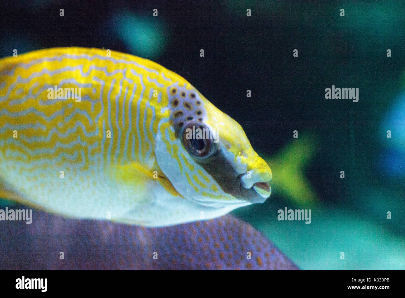 Masked Rabbitfish Siganus puellus is found in shallow coral reef lagoons Stock Photo
