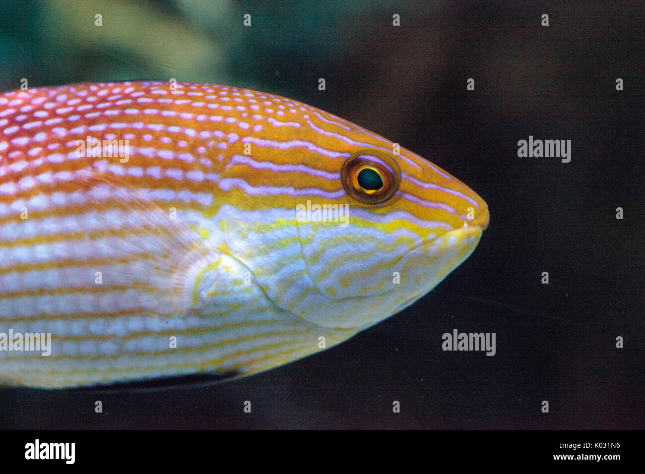 Purplelined wrasse Cirrhilabrus lineatus is found along the coral reefs of Australia and New Caledonia Stock Photo