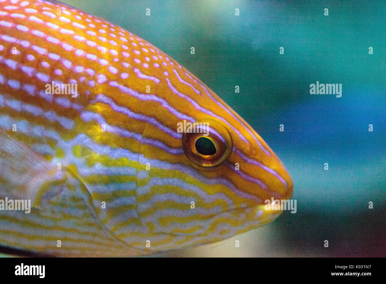 Purplelined wrasse Cirrhilabrus lineatus is found along the coral reefs of Australia and New Caledonia Stock Photo