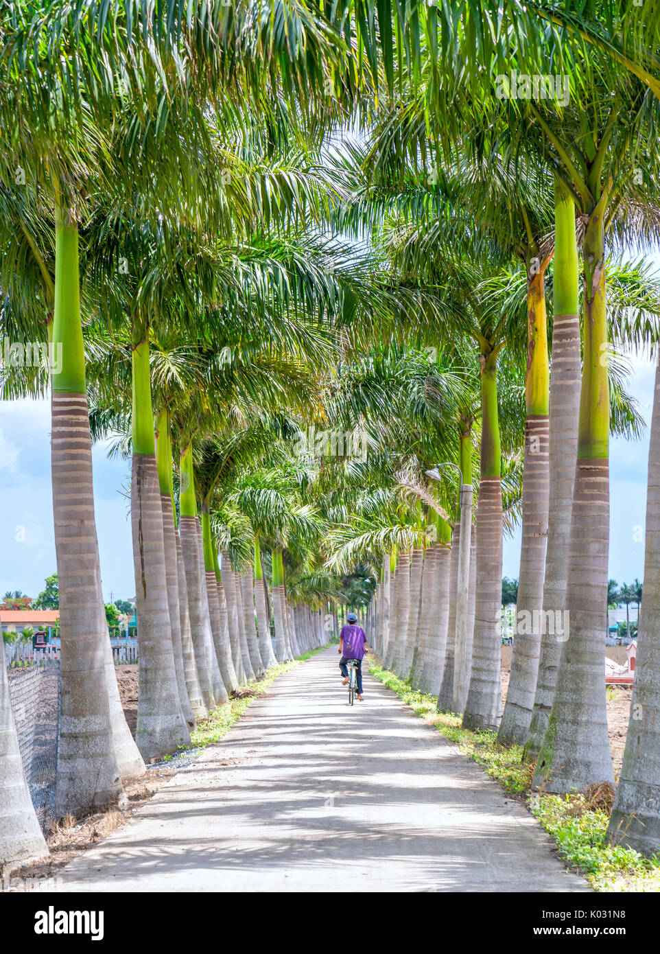 Cuban Royal Palm trees planted along a rural road on field in the