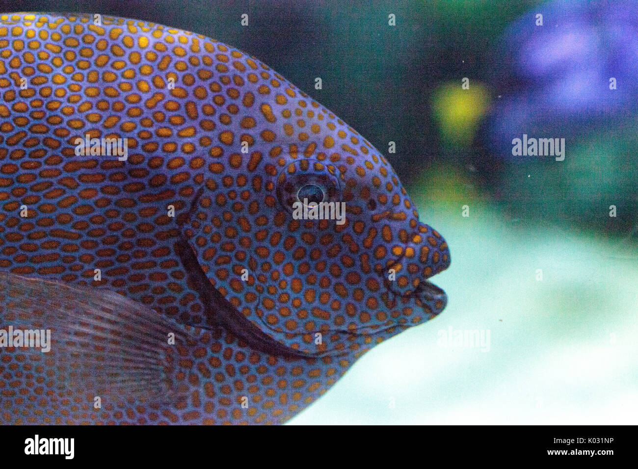 Yellowspot rabbitfish Siganus guttatus swims across a coral reef. Stock Photo