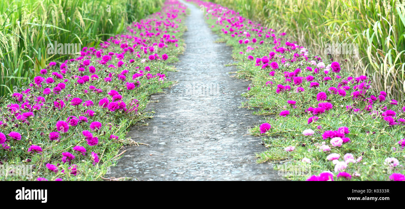 Portulaca Grandiflora Flower Blooming On Roadside Land Rice Fields Are In Transplants This Is Beauty Of The Idyllic Peaceful Rural Vietnam Stock Photo Alamy