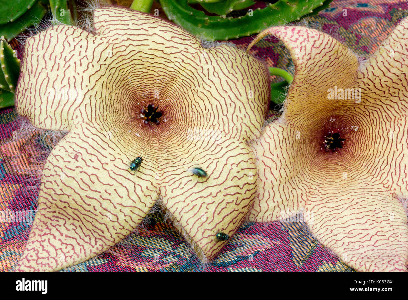 Carrion plant flowers in bloom. Starfish flowers attracting green