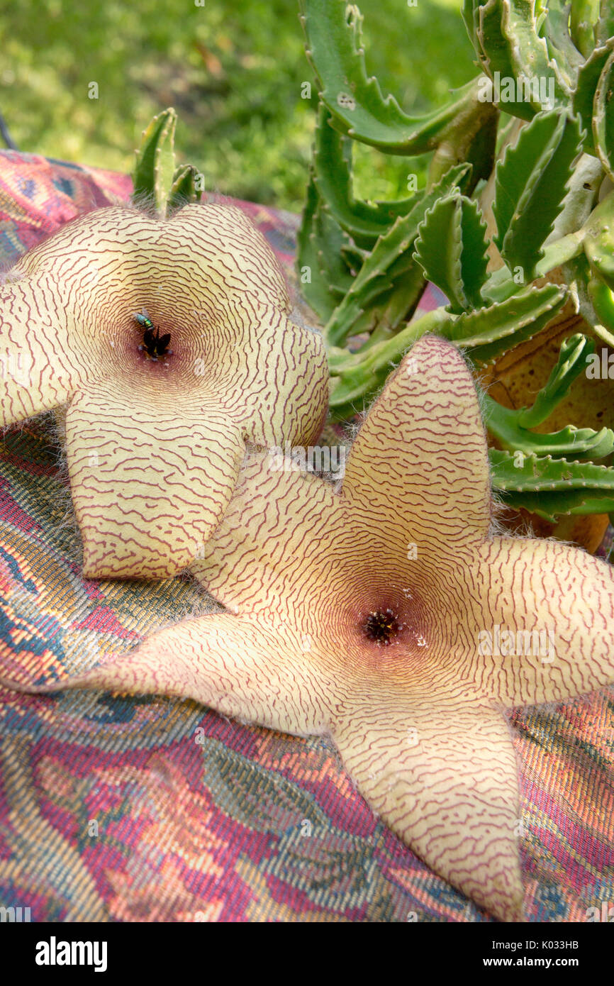 Carrion plant flowers in bloom. Starfish flowers attracting green
