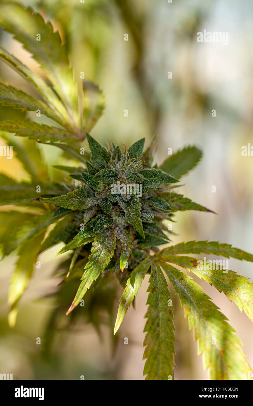 Marijuana bud at its mature peak, California, USA Stock Photo