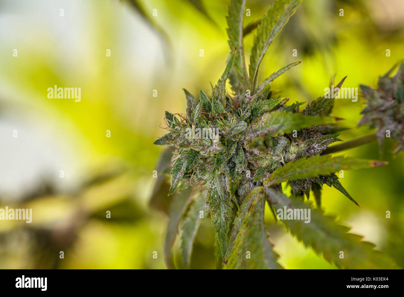 Marijuana bud at its mature peak, California, USA Stock Photo