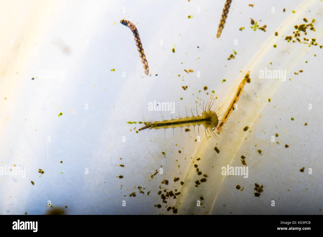 Macro of underwater mosquito larva with other pond life in the background Stock Photo