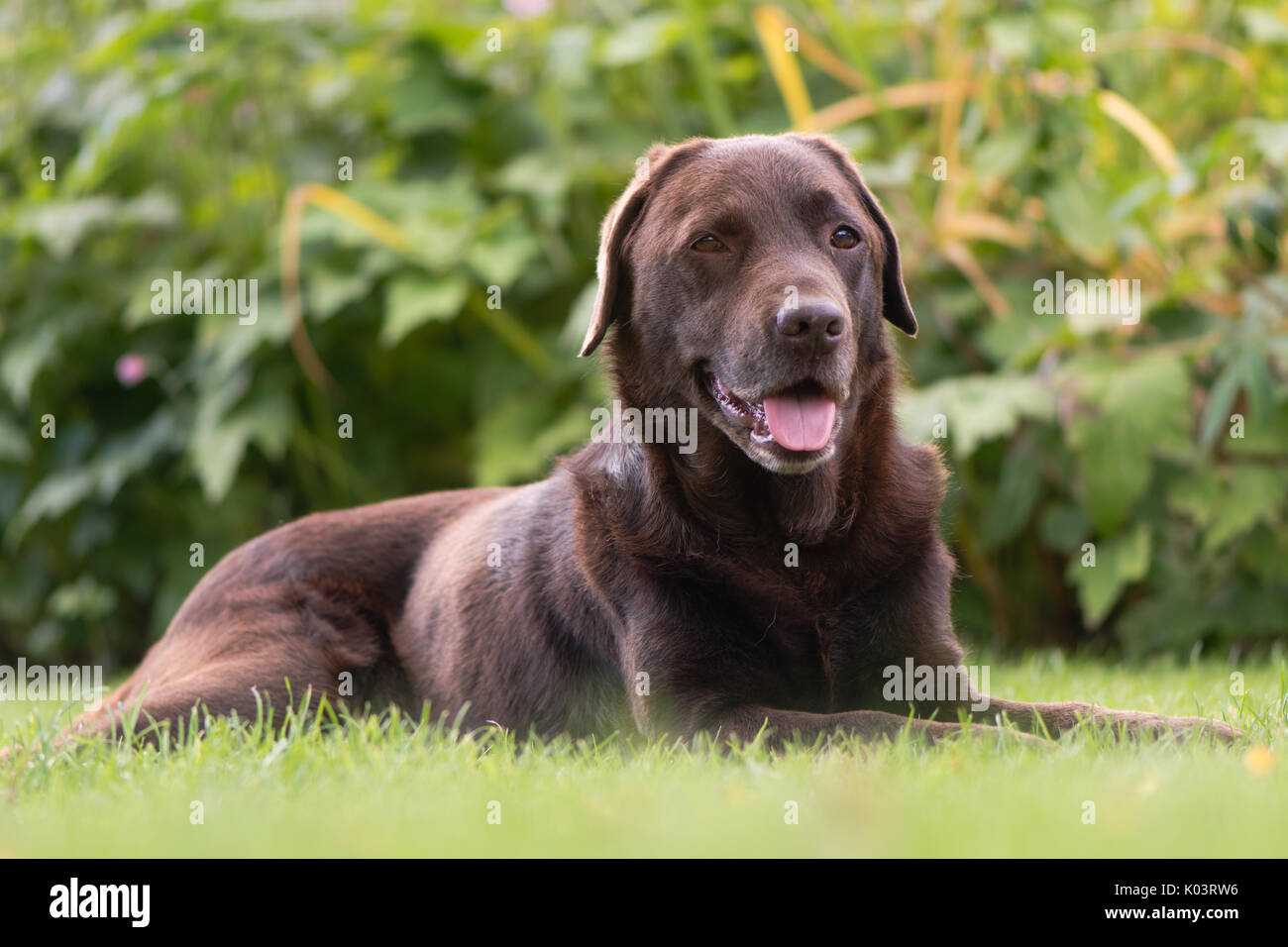 Chocolate labrador lying down. Brown dog on grass in front of flowers Stock Photo