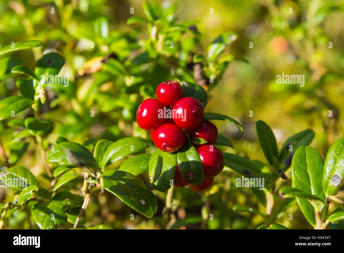 Red huckleberry groving in a forest in a end of summer, nature background Stock Photo