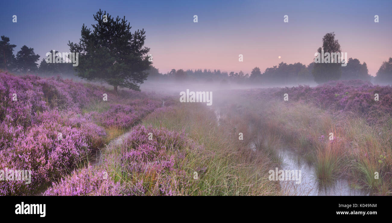 Path through blooming heather on a foggy morning at dawn, photographed in The Netherlands. Stock Photo
