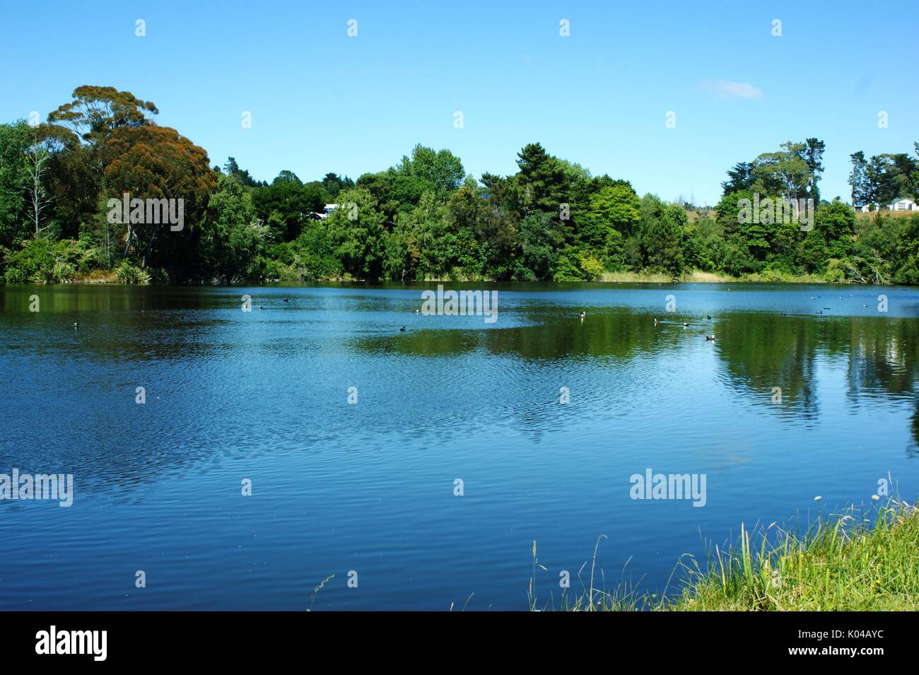 The lake at Te Puia, Springs  New Zealand Stock Photo