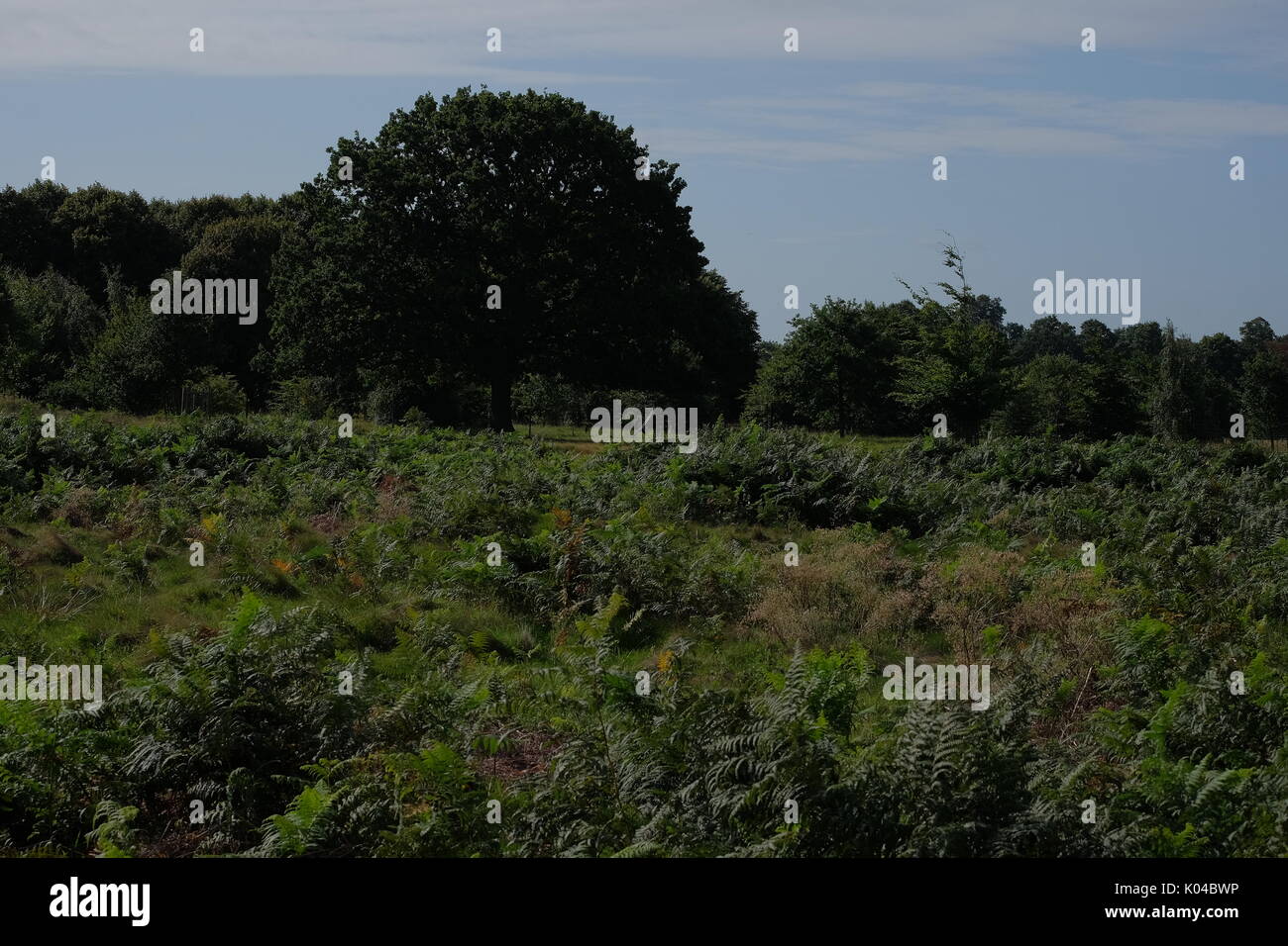 Buhsy park hi-res stock photography and images - Alamy