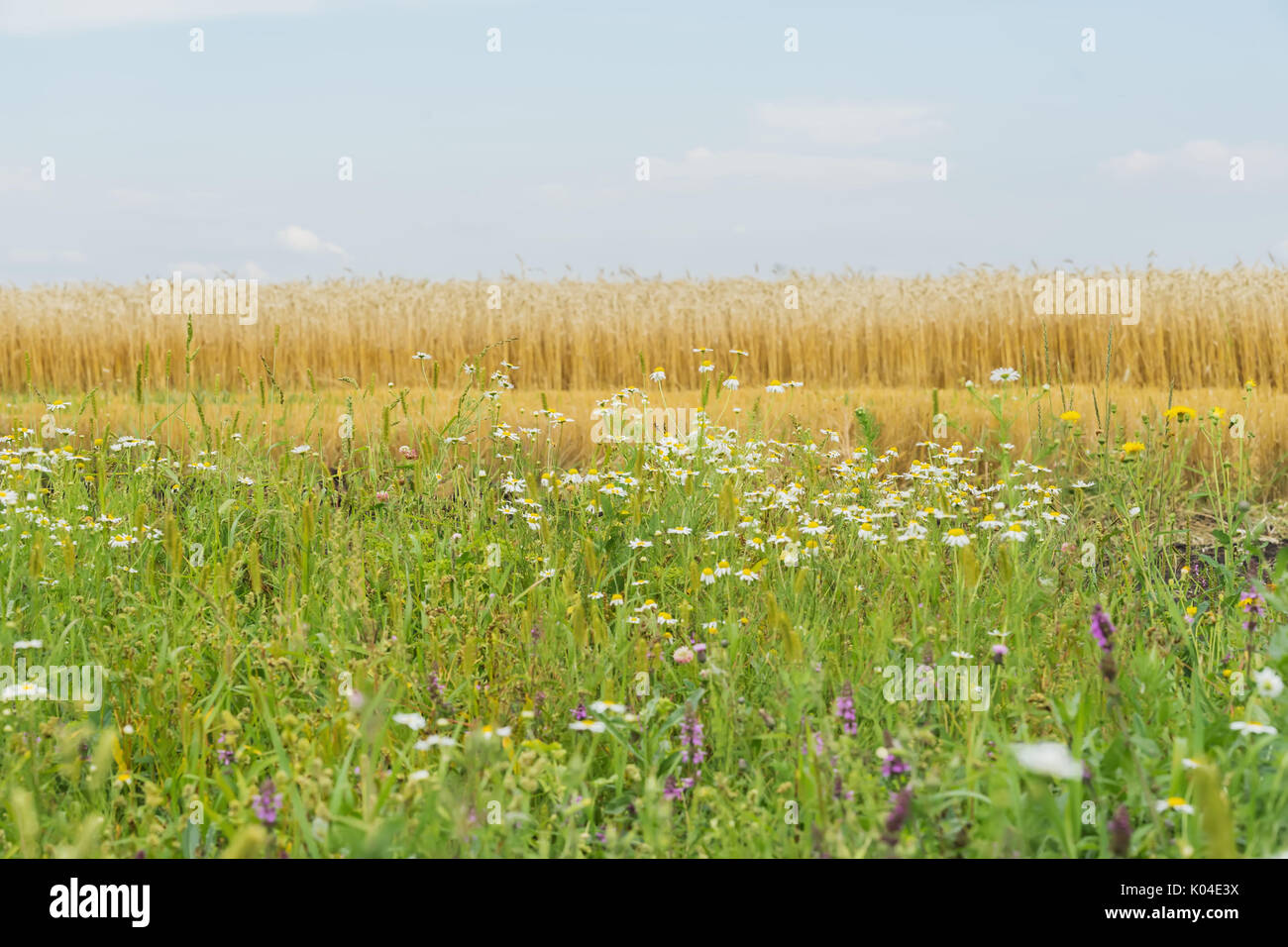 Motley grass and Flowering wildflowers in sunny summer day, growing along roadsides of rye field. Flowering plants of summer, rural background Stock Photo