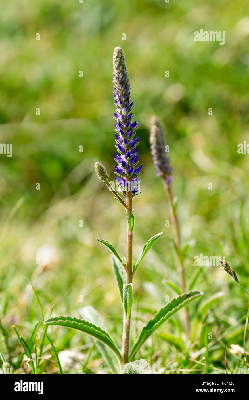 Spiked Speedwell growing on the Great Ormes Head North Wales Stock Photo