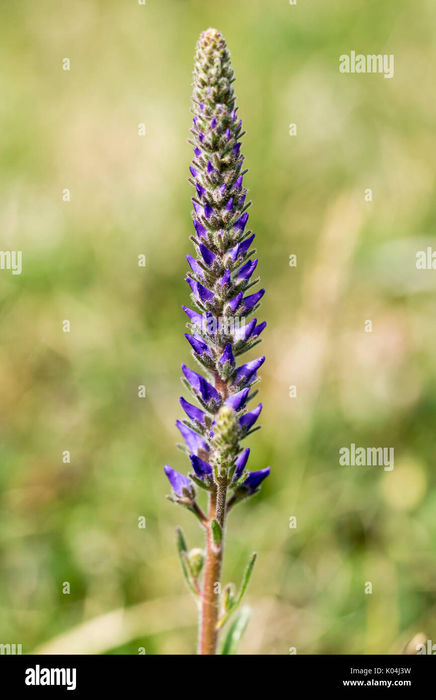 Spiked Speedwell growing on the Great Ormes Head North Wales Stock Photo