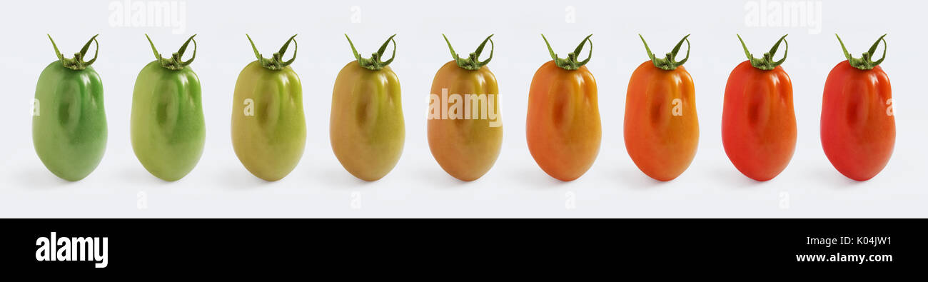 A plum tomato ripening, demonstrated with 9 images in a row Stock Photo