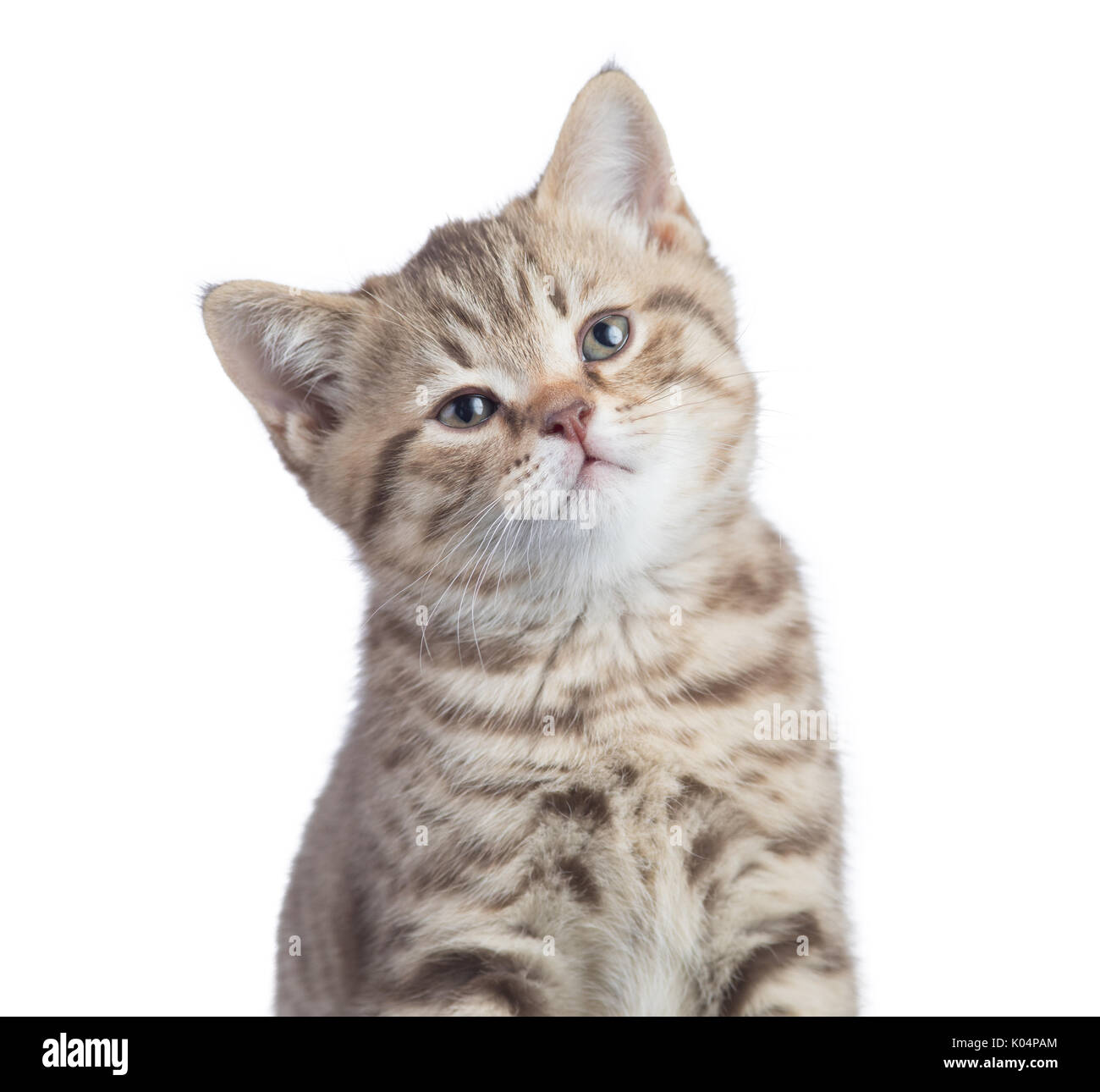 Satisfied funny cat portrait isolated Stock Photo