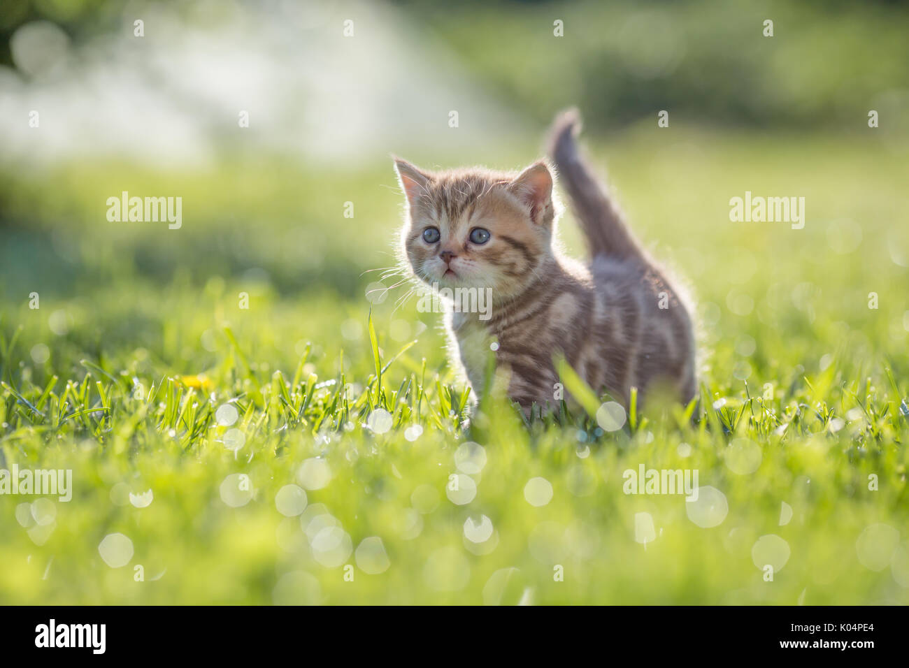 Funny cat standing in green grass Stock Photo