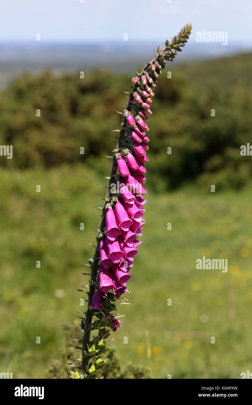 Nicely formed foxglove (Digitalis purpurea) showing individual florets from buds through open flowers to developing seed pods, Dorset UK Stock Photo