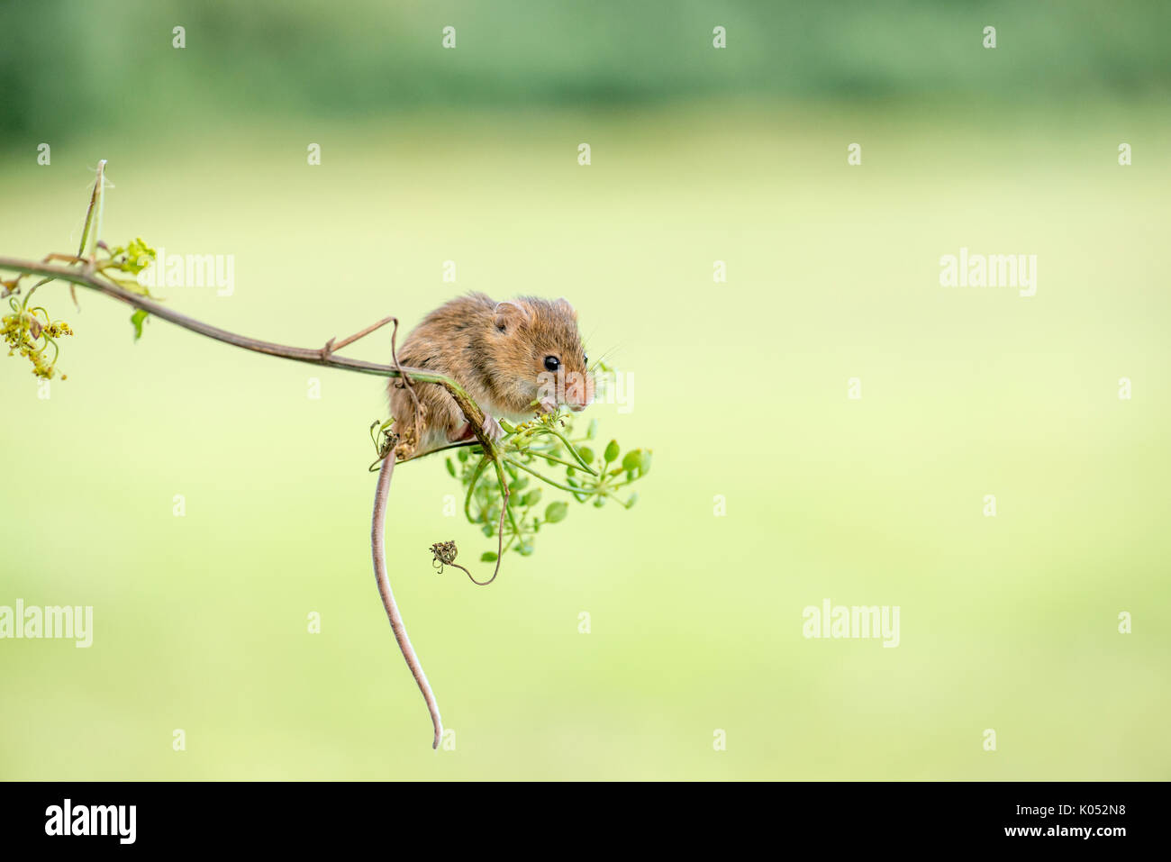 Harvest mouse eating hires stock photography and images Alamy