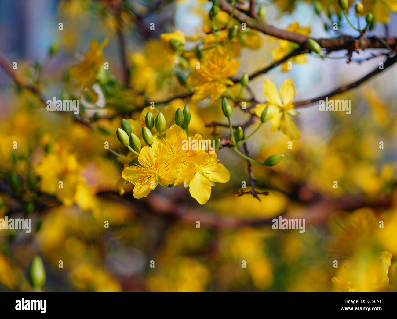 Ochna integerrima flowers at spring time. Ochna is a genus comprising 86 species of evergreen trees, shrubs and shrublets belonging to the family Ochn Stock Photo