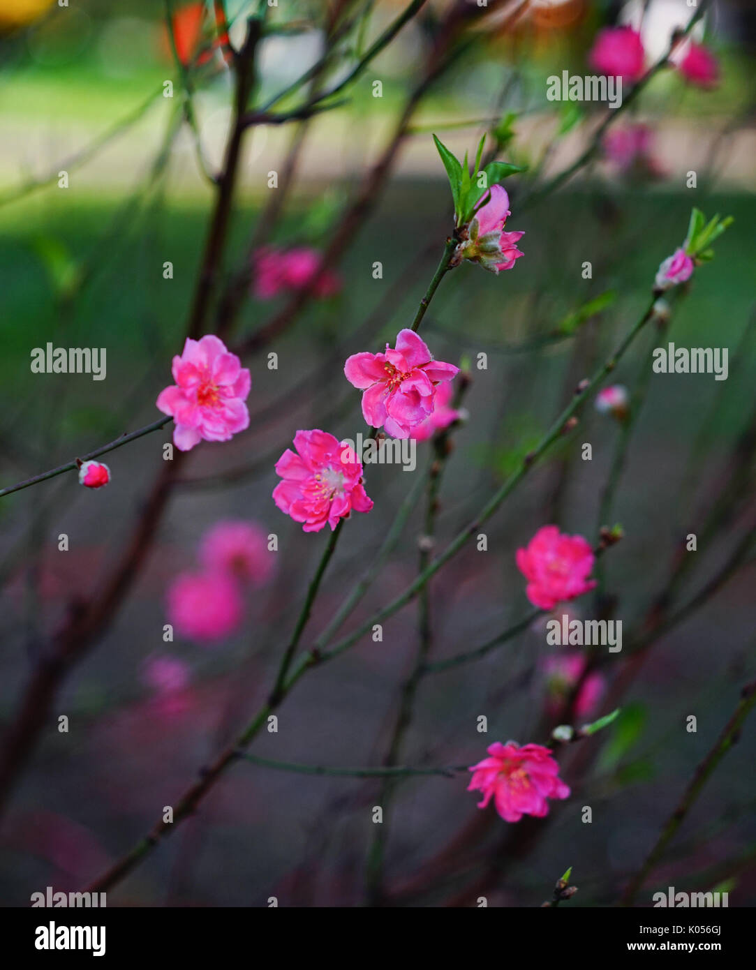 Peach flowers at spring time in Hanoi, Vietnam. It is the special 