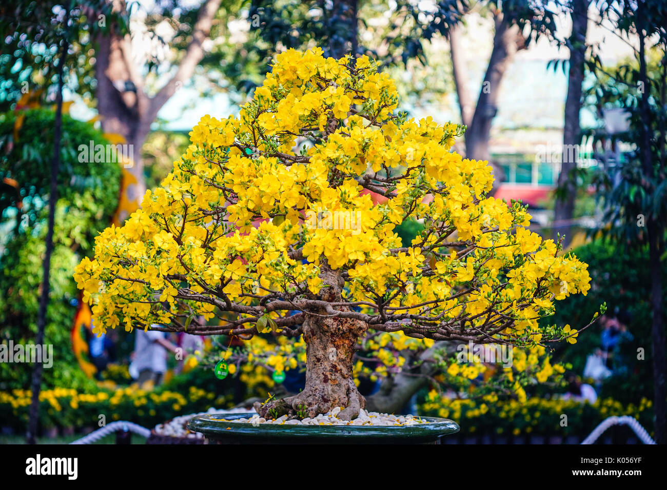 Ochna integerrima flowers at spring time in Saigon, southern Vietnam