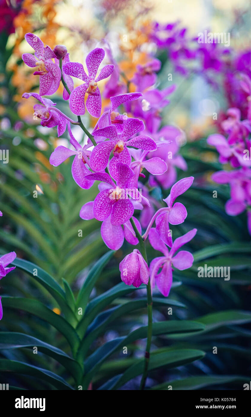 Purple orchid flowers blooming at Tao Dan Park in Saigon, Vietnam. Stock Photo