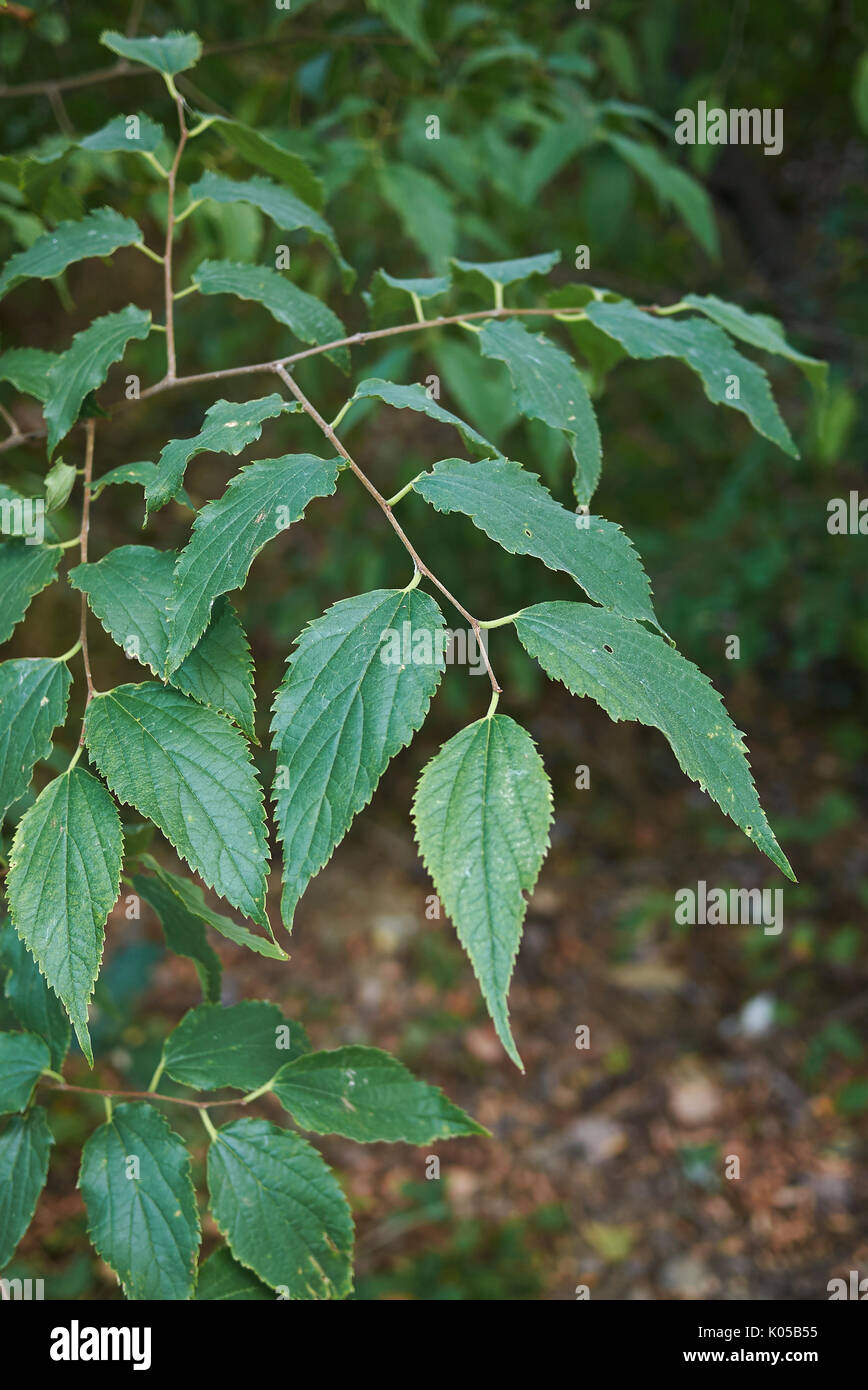 Celtis australis close up Stock Photo