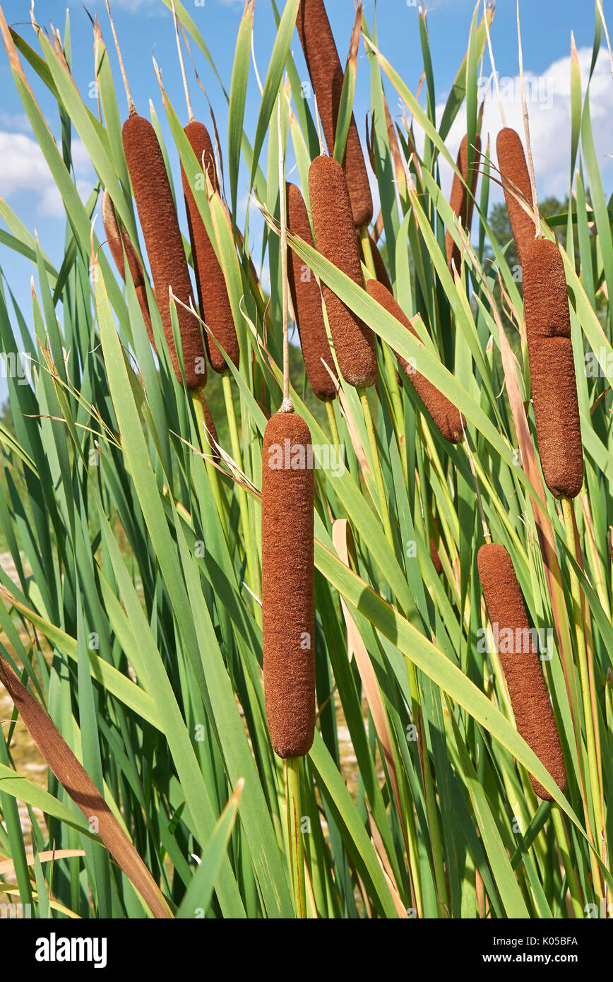 Typha latifolia close up Stock Photo