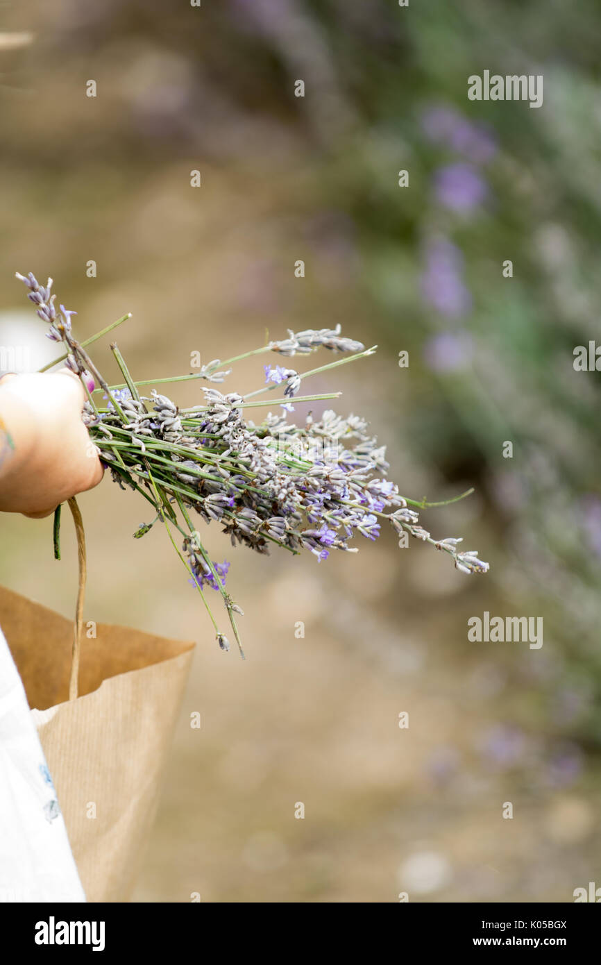 child picking wild flowers in the field Stock Photo Alamy