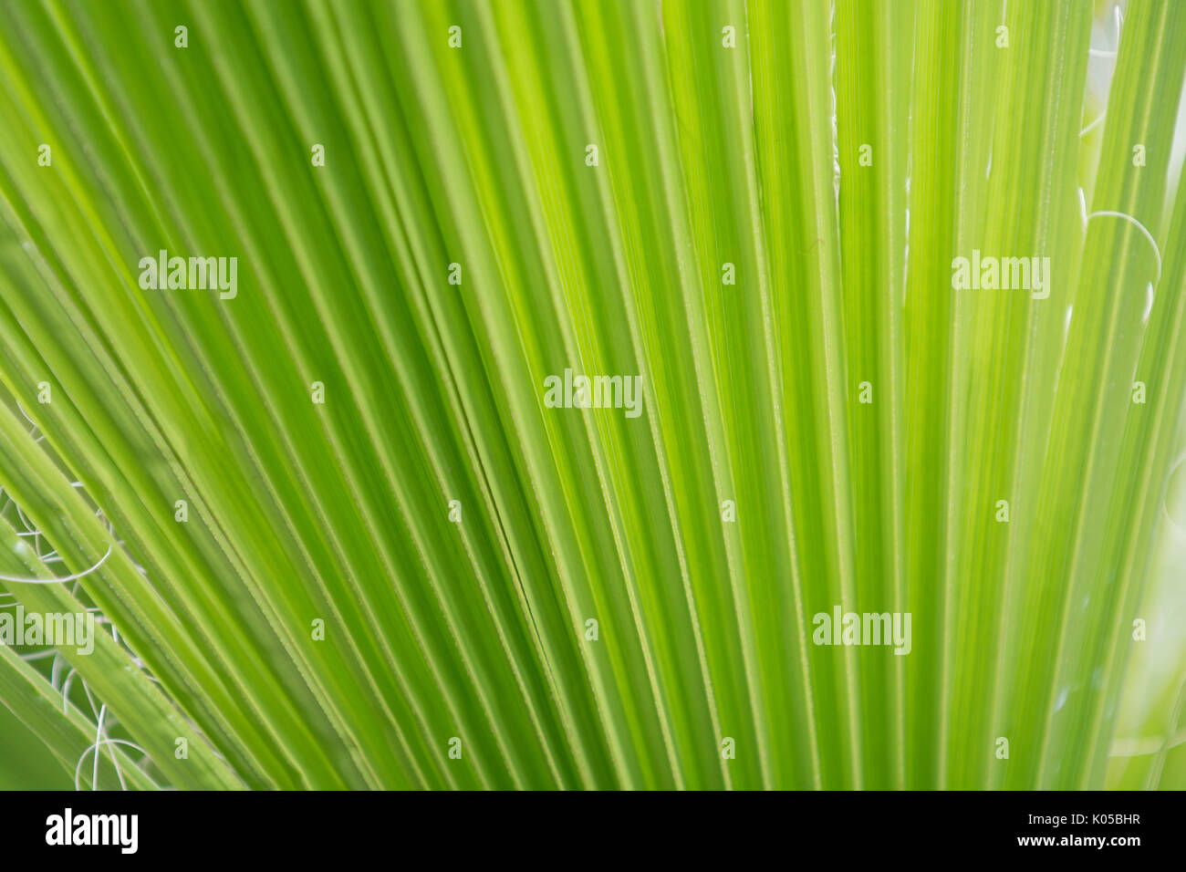 green palm leaf background from close up palm leaf Stock Photo - Alamy
