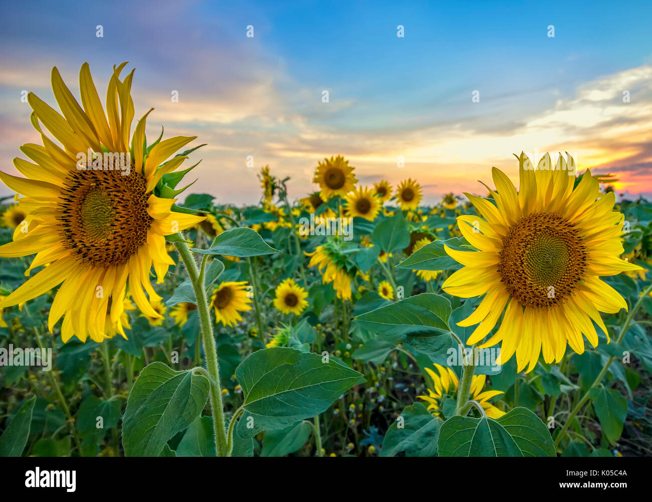 field of blooming sunflowers on a background sunset Stock Photo - Alamy