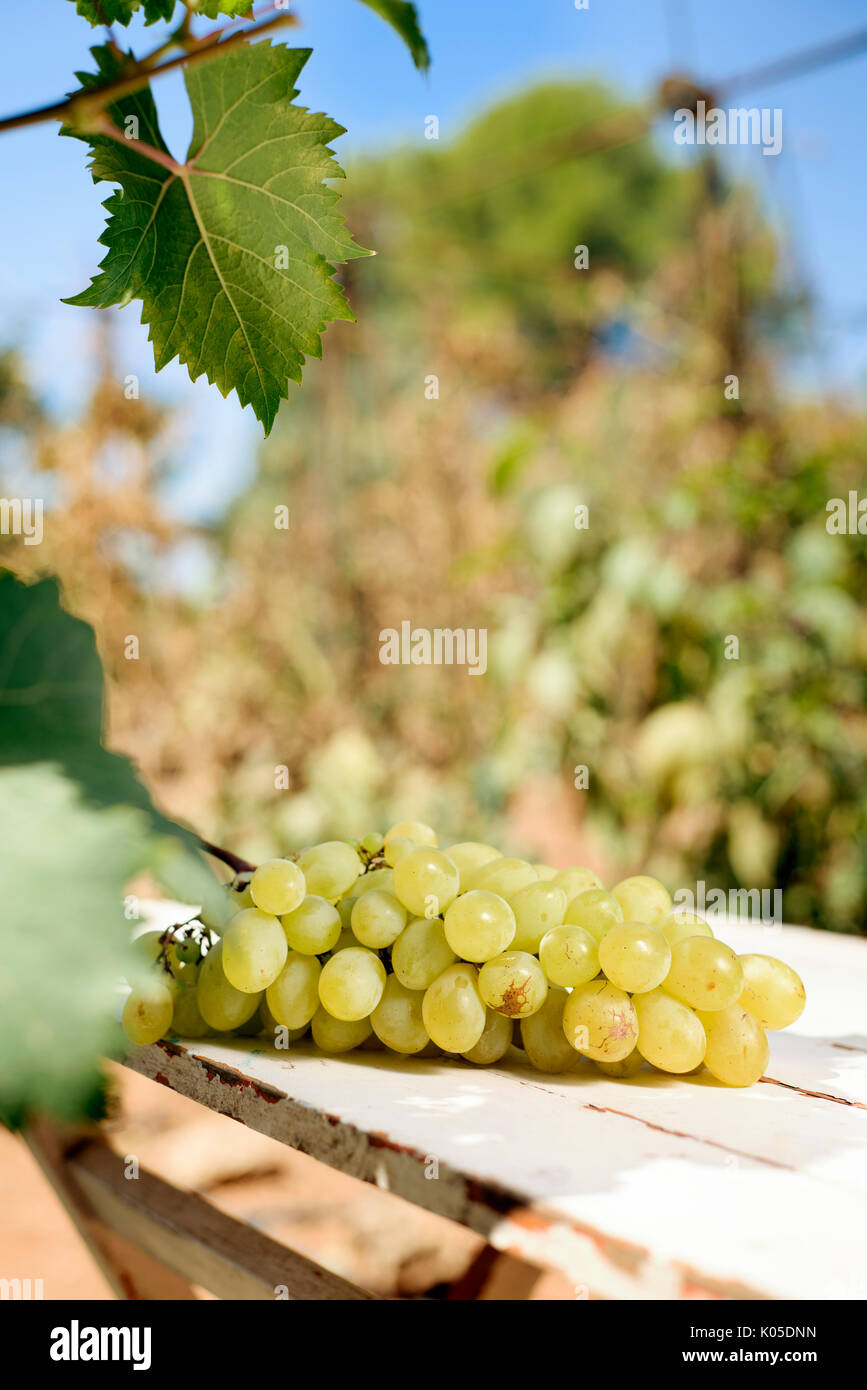 closeup of a ya bunch of white grapes on a rustic wooden table outdoors, in a farm Stock Photo