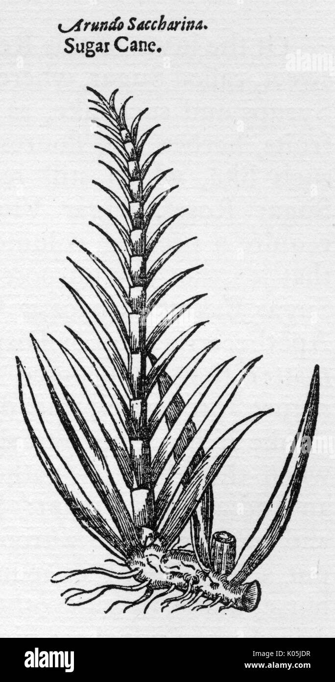 Sugar Cane Black and White Stock Photos & Images Alamy