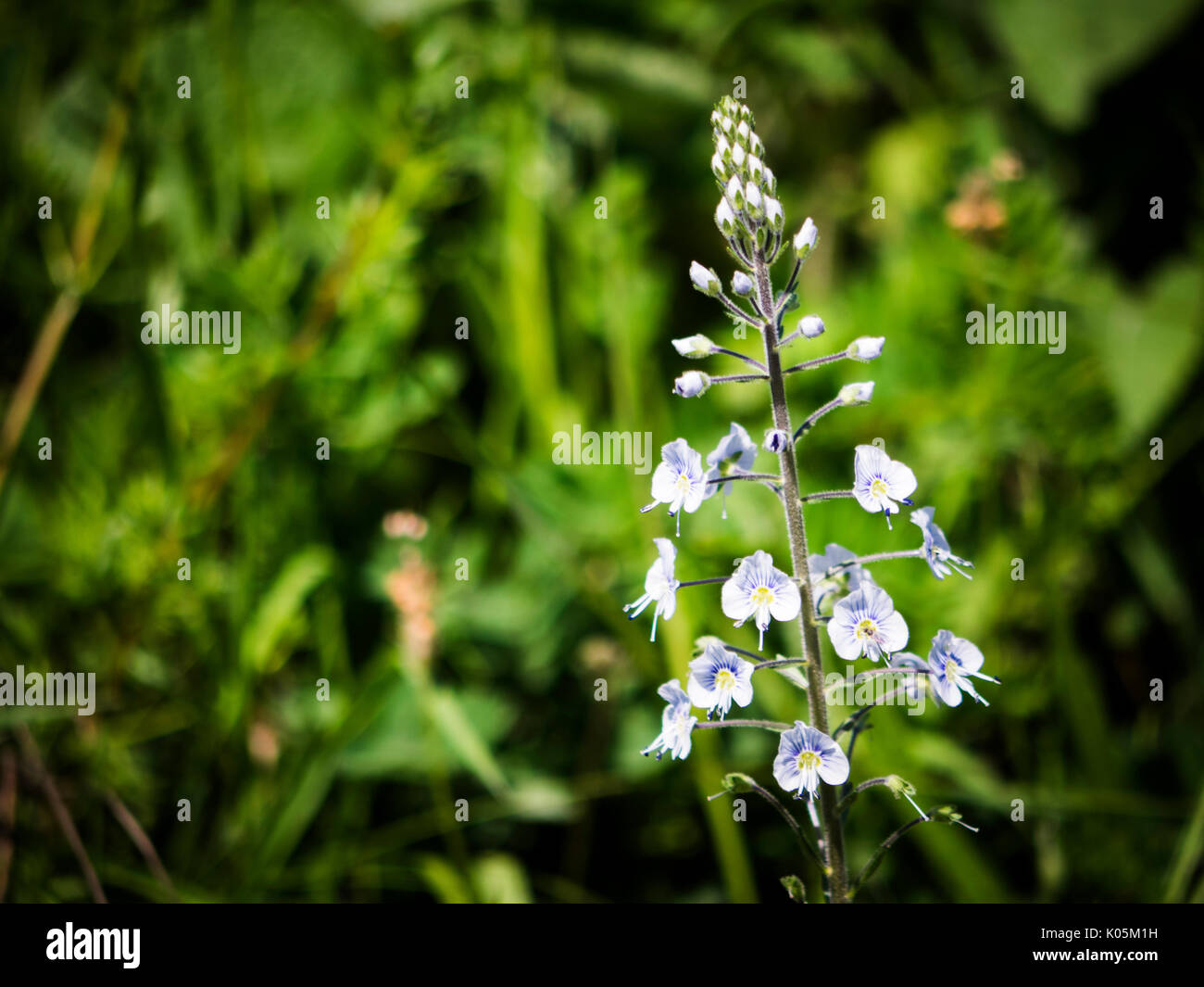 Veronica spicata - spiked speedwell Stock Photo
