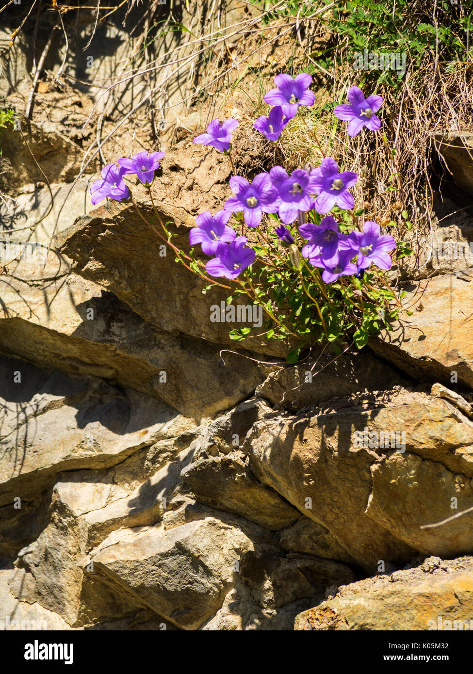Beautiful blue trumpet of wild gentiana flower on rocky ground Stock Photo