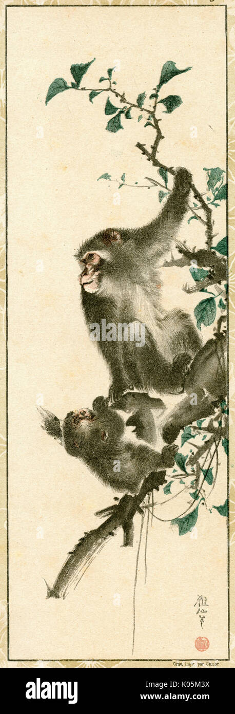 Japanese monkeys hi-res stock photography and images - Alamy