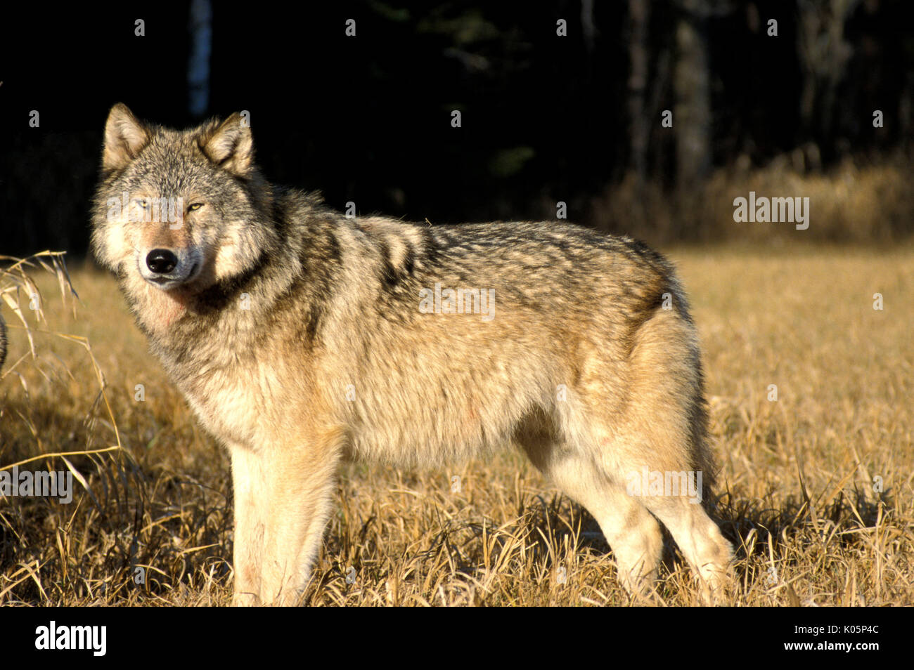 Timber or Grey Wolf, Canis Lupus, Minnesota  USA  standing in field, golden sunglight, staring Stock Photo