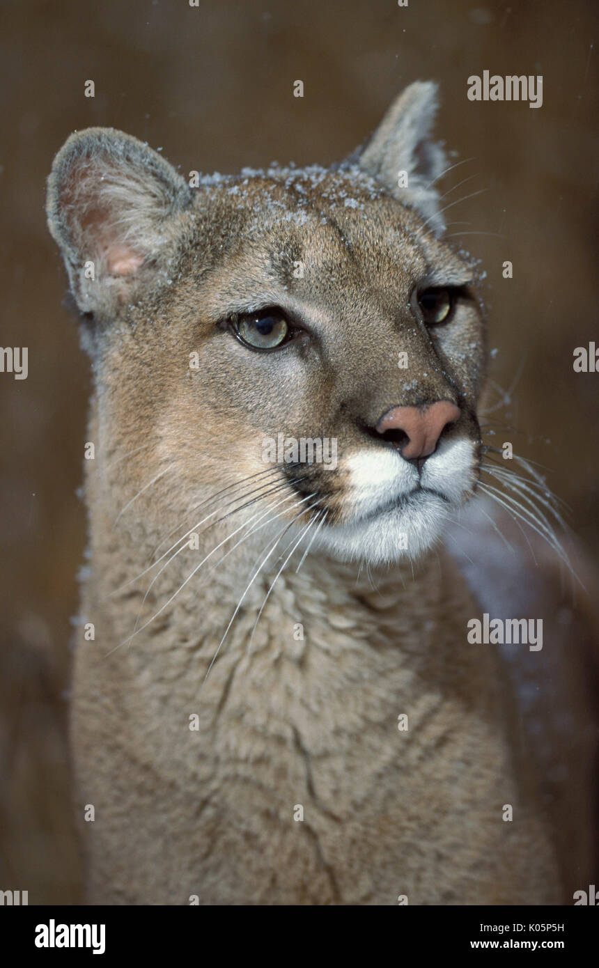 Mountain Lion / Puma / Cougar, Felis concolor, in falling snow, Minnesota,  ears, whiskers, eyes, big cat, soft brown colours Stock Photo - Alamy