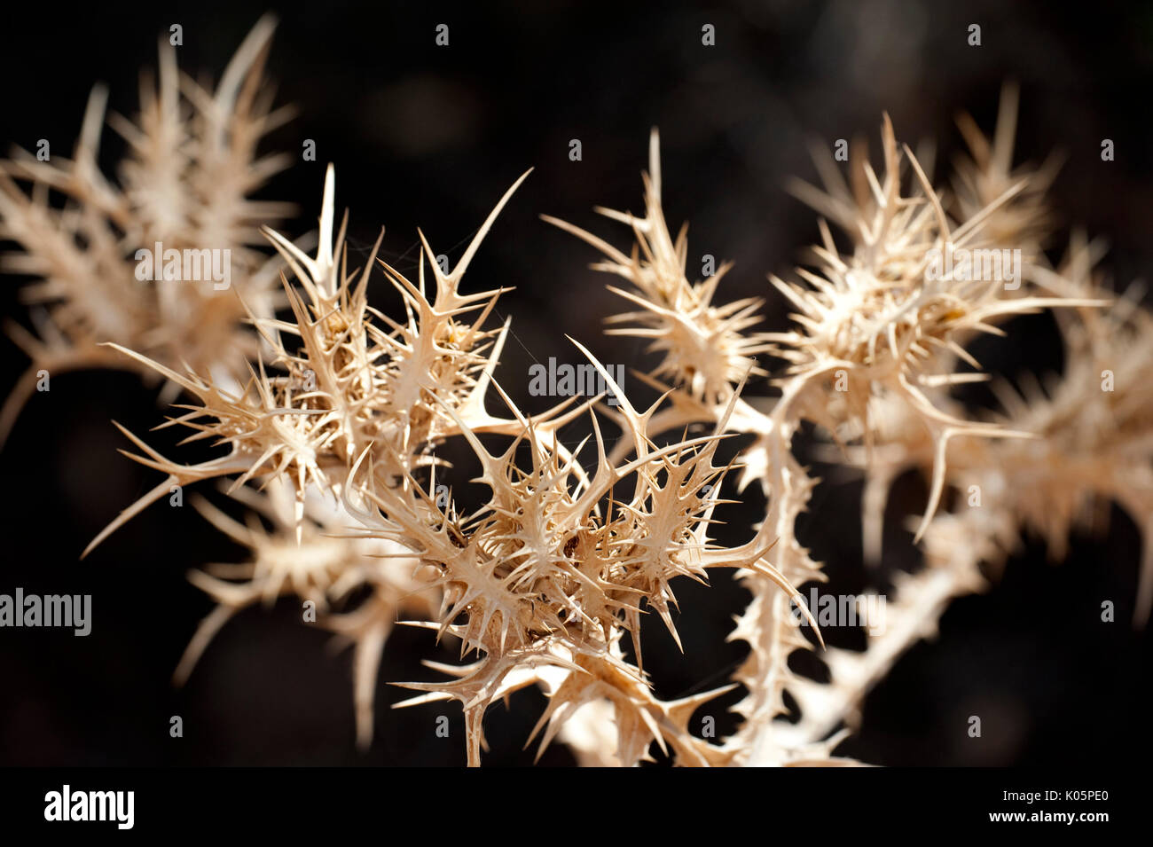 Dried plants due to dry drought conditions, Near Lalla Takerkoust, South  Marrakech, Morocco, spiny making them inedible to animals, allowing them to  d Stock Photo - Alamy
