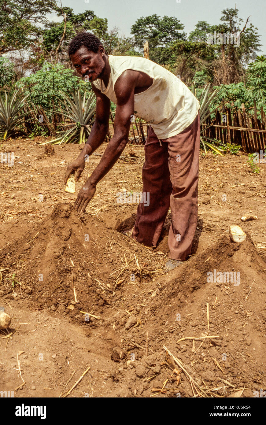Yam africa hires stock photography and images Alamy