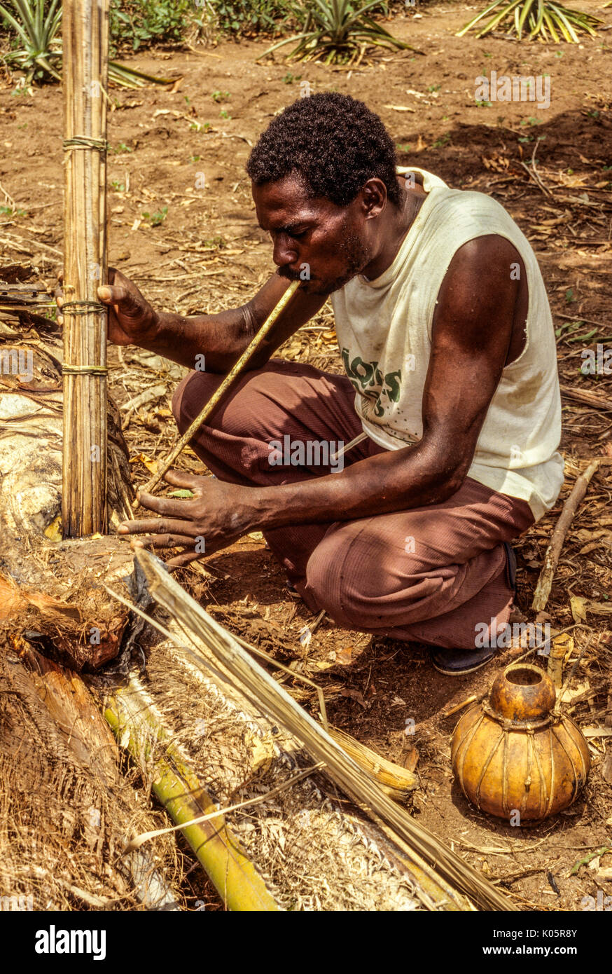 Cote d'Ivoire, Ivory Coast, West Africa.  Stages of Making Palm Wine:  Baole Man blowing air on heated sticks to make palm juice flow.  Lolobo Village Stock Photo
