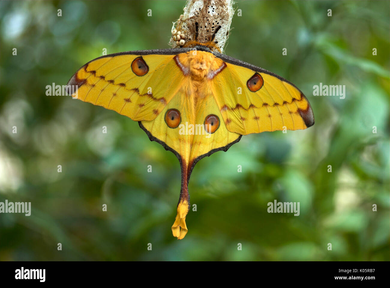 Giant Comet Moth, Argema mittrei, Madagascar, Moon or Lunar, Family: Saturniidae, one of the largest Silk Moths, hanging on cocoon Stock Photo