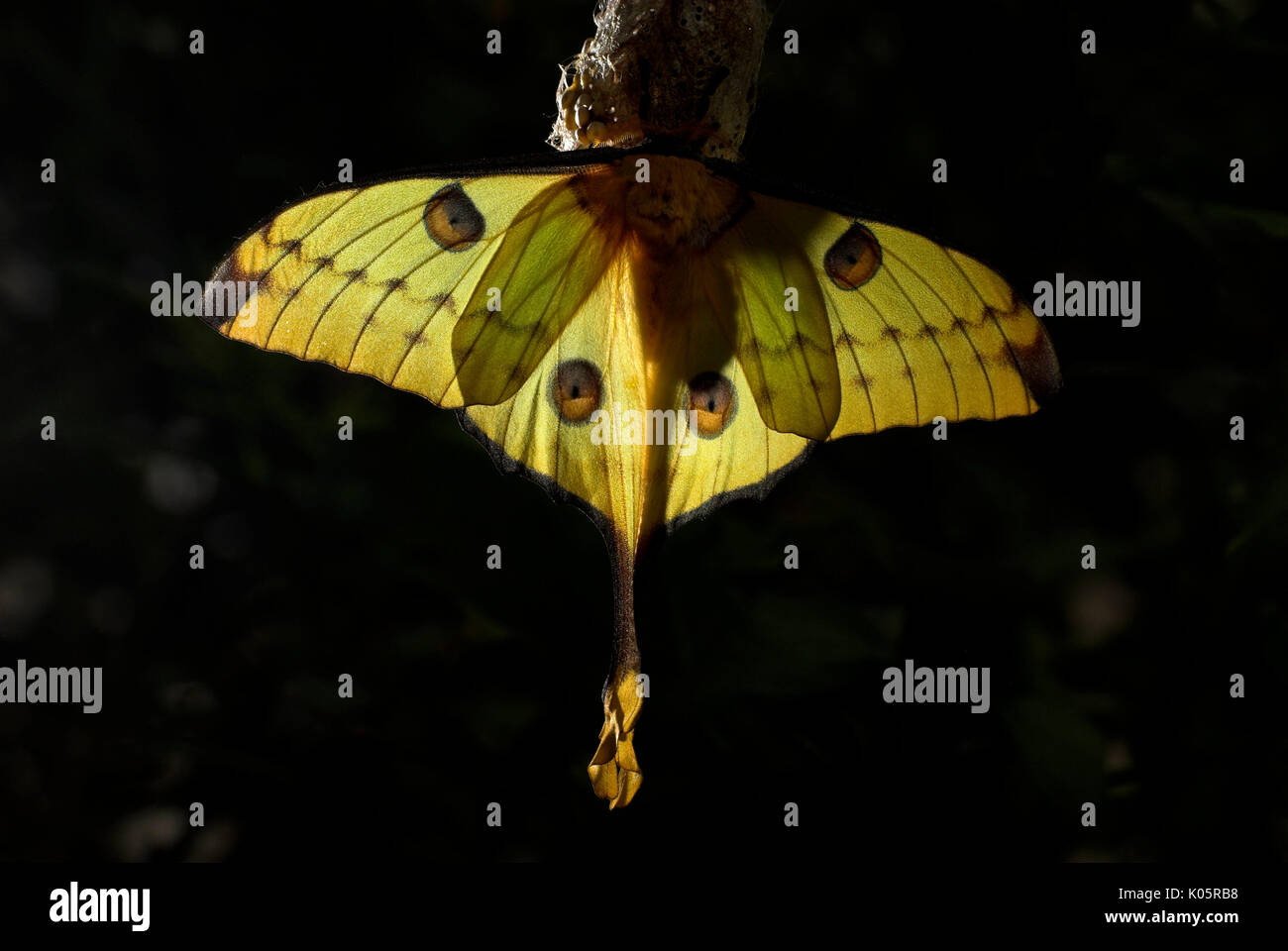 Giant Comet Moth, Argema mittrei, Madagascar, Moon or Lunar, Family: Saturniidae, one of the largest Silk Moths, hanging on cocoon, backlight Stock Photo