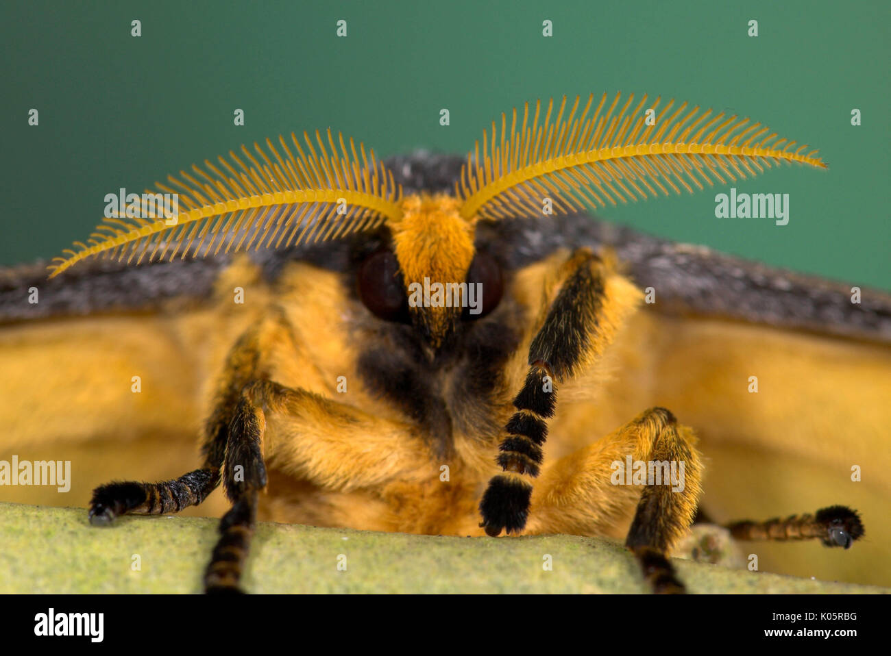 Giant Comet Moth, Argema mittrei, Close up of Antennae, Madagascar, Moon or Lunar, Family: Saturniidae, one of the largest Silk Moths, fluffy, head, e Stock Photo