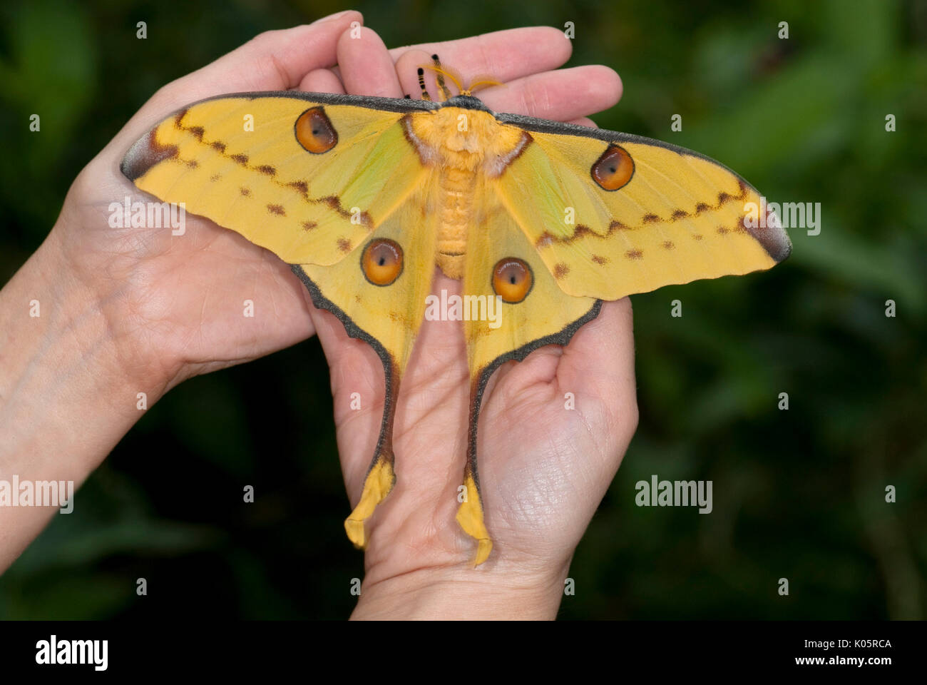 Giant Comet Moth, Argema mittrei, Madagascar, Moon or Lunar, Family: Saturniidae, one of the largest Silk Moths, hanging on hand Stock Photo