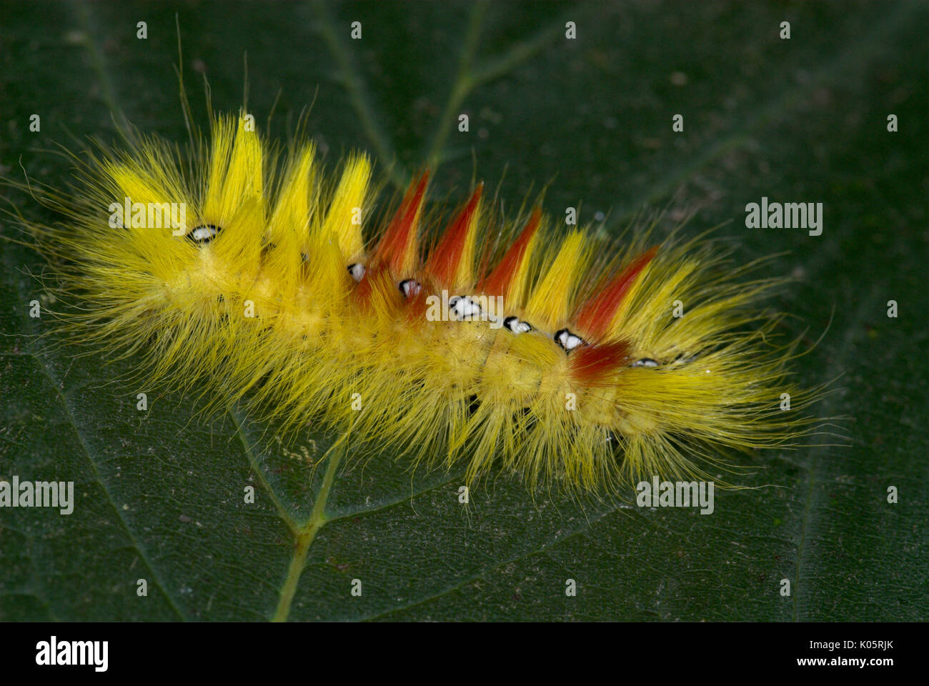 Sycamore Moth Caterpillar, Acronicta aceris, hairy, yellow, red spines