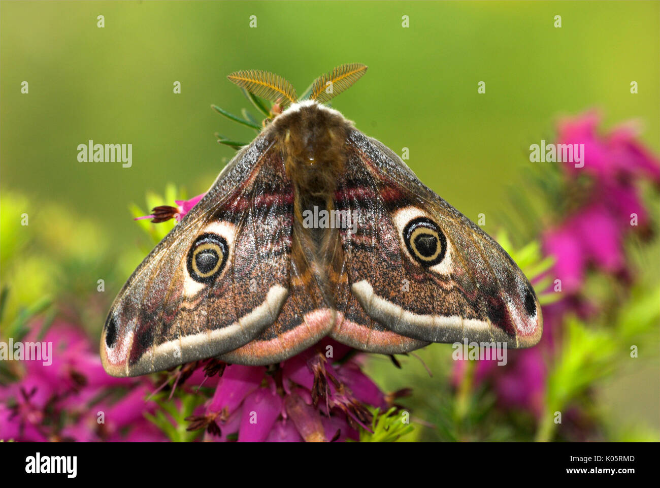 Emperor Moth, Saturnia pavonia, male resting on heather, showing eye ...